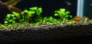 Aquarium Plant Soil Substrate Maximizing Growth and Health in Aquatic Plants