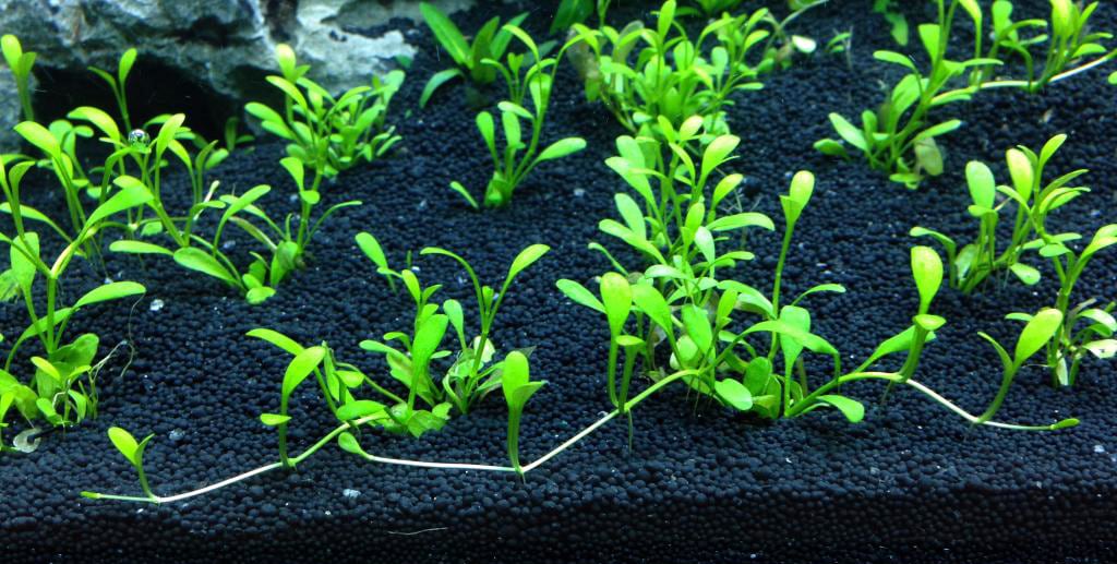 aquarium plant soil substrate